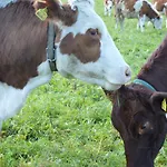 Bauernhof Unterhofner Farm stay