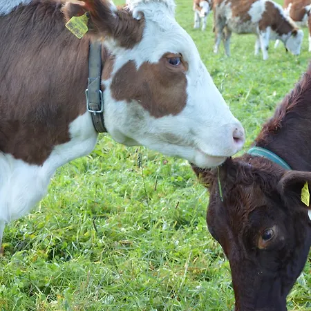 Bauernhof Unterhoefner Farma