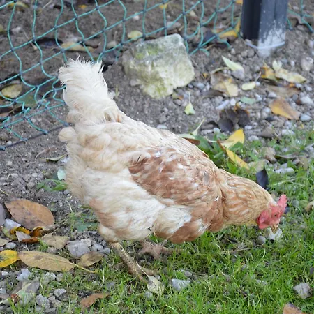 Farma Bauernhof Unterhoefner *